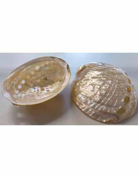 Coquillage Haliotis Assimilis