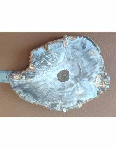 Tranche bois fossilisé