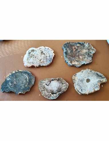 Tranche bois fossilisé