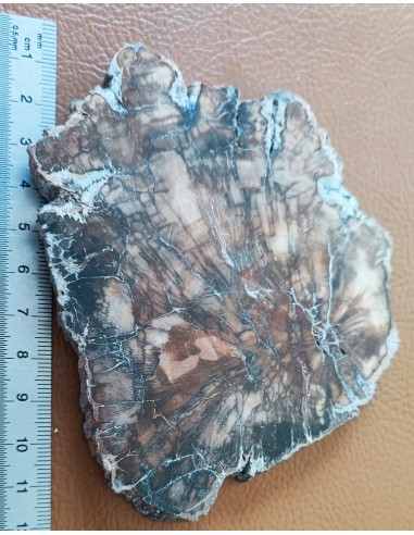 Tranche bois fossilisé