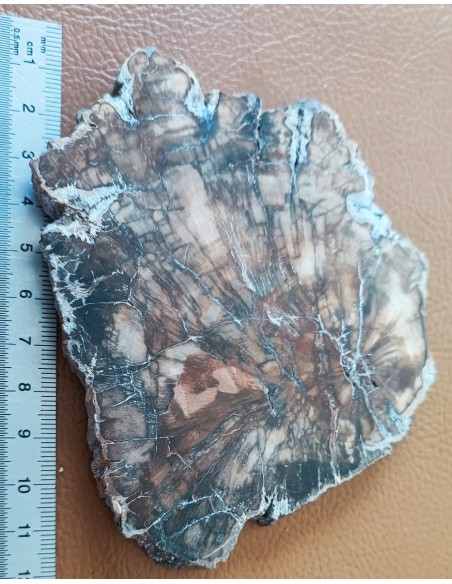 Tranche bois fossilisé