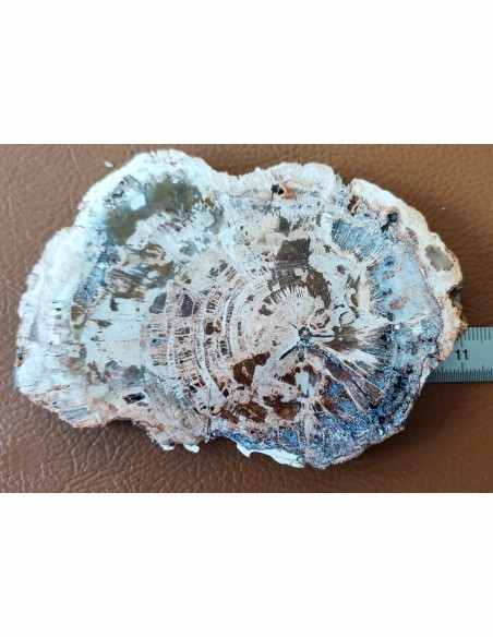 Tranche bois fossilisé