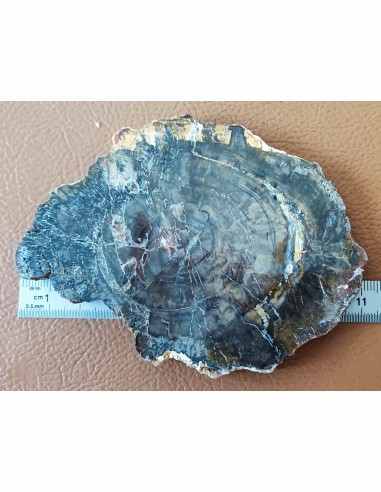 Tranche bois fossilisé