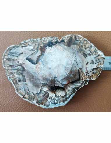 Tranche bois fossilisé