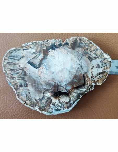 Tranche bois fossilisé