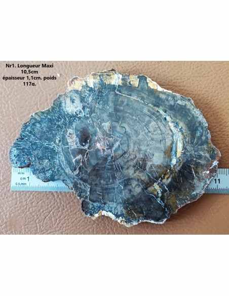 Tranche bois fossilisé