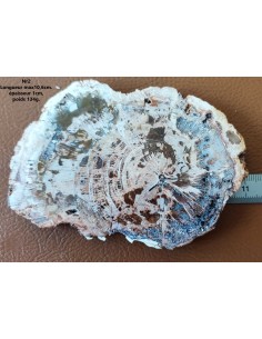 Tranche bois fossilisé