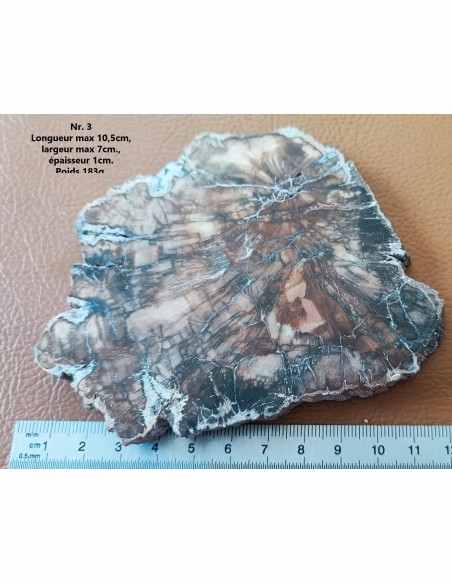 Tranche bois fossilisé