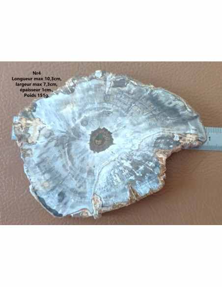 Tranche bois fossilisé