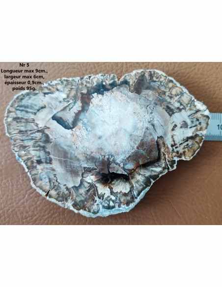 Tranche bois fossilisé