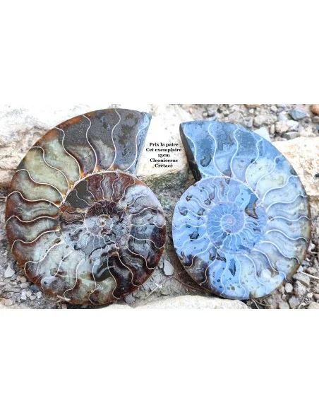 Grande Ammonite 13cm