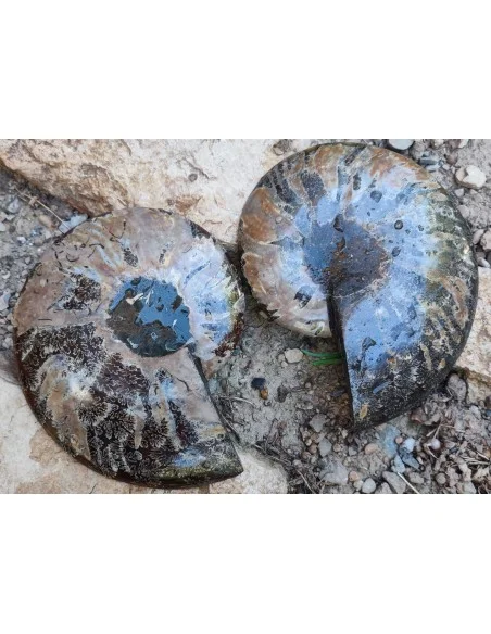 Grande Ammonite 13cm