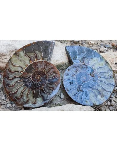 Grande Ammonite 13cm