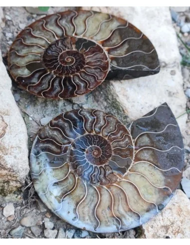 Grande Ammonite 13cm