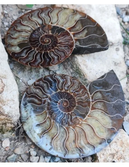 Grande Ammonite 13cm