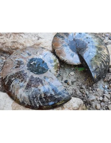Grande Ammonite 13cm