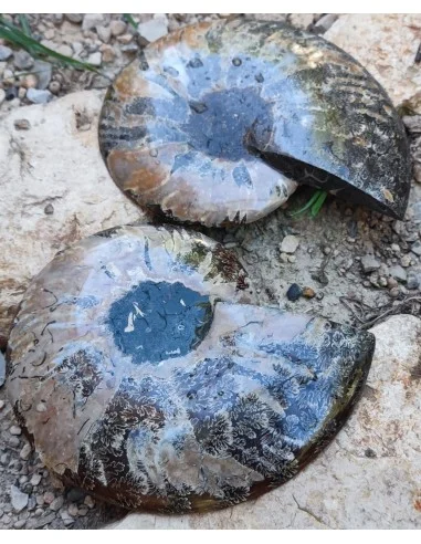 Grande Ammonite 13cm