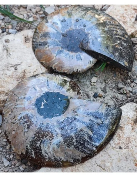 Grande Ammonite 13cm
