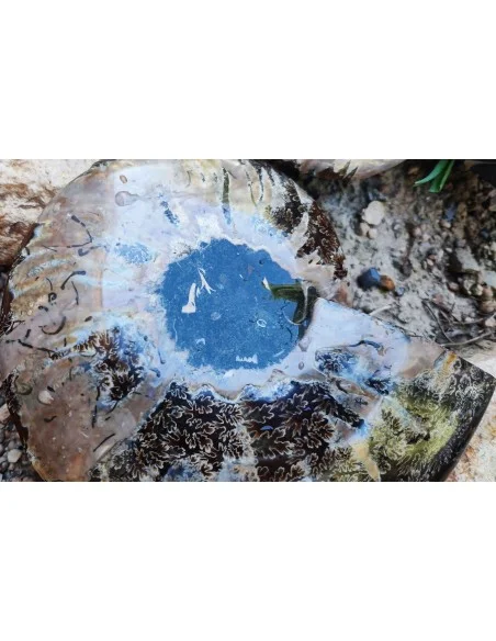 Grande Ammonite 13cm