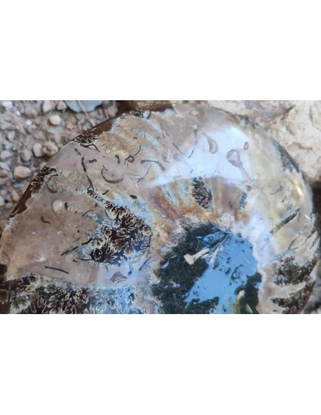 Grande Ammonite 13cm