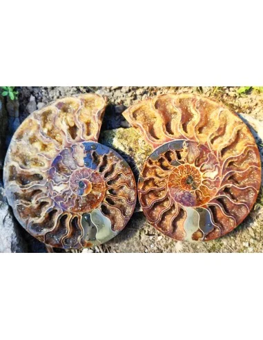 Grande Ammonite 20cm