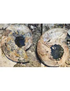 Grande Ammonite 20cm 2