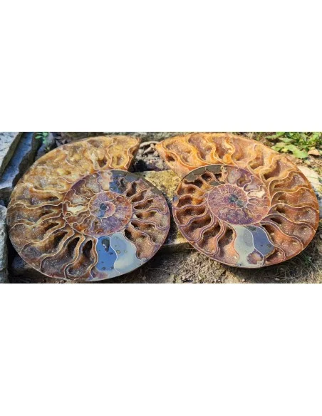 Grande Ammonite 20cm