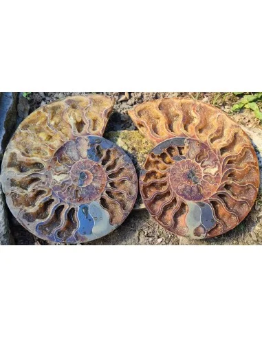 Grande Ammonite 20cm