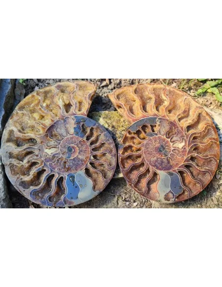 Grande Ammonite 20cm