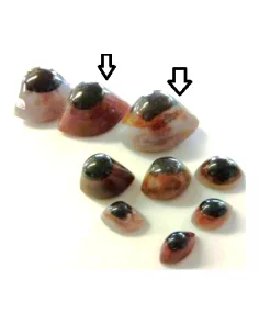 Agate cyclope 55mm 2