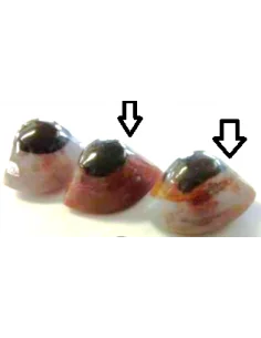 Agate cyclope 55mm