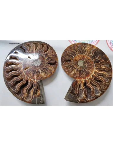 Grandes ammonites la paire