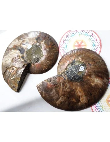 Grandes ammonites la paire
