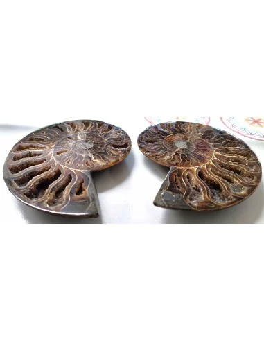 Grandes ammonites la paire