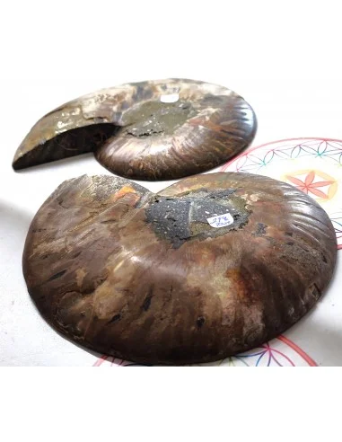 Grandes ammonites la paire