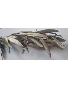 Feuilles d'olivier à brûler