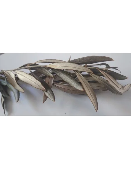 Feuilles d'olivier à brûler