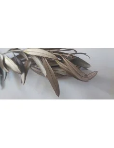 Feuilles d'olivier à brûler 2