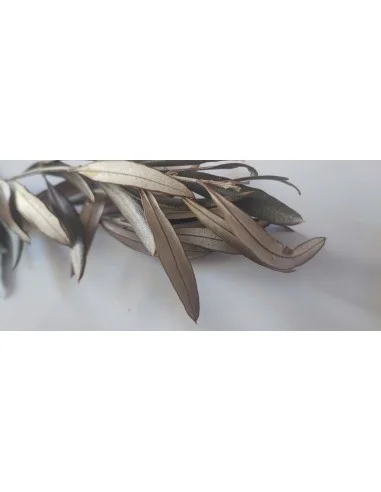 Feuilles d'olivier à brûler