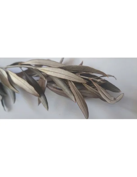 Feuilles d'olivier à brûler