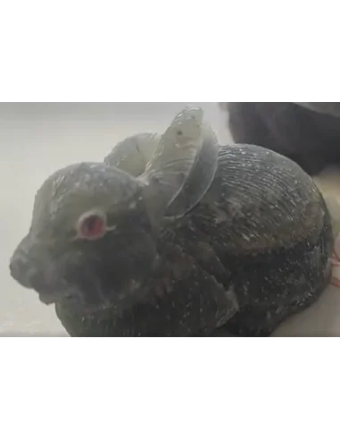 Lapin en fluorine arc-en-ciel