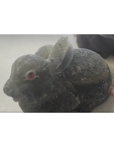 Lapin en fluorine arc-en-ciel