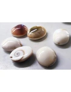 Œil de sainte Lucie ovale plat percée 14mm 2