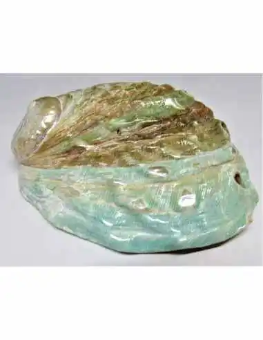 Coquillage HALIOTIS vert REFESCENS