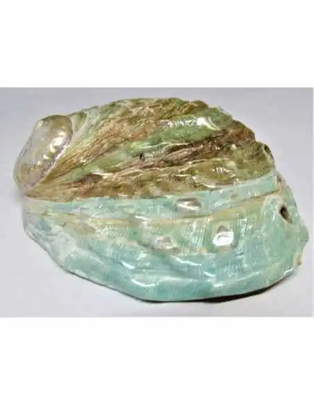 Coquillage HALIOTIS vert REFESCENS