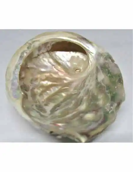 Coquillage HALIOTIS vert REFESCENS