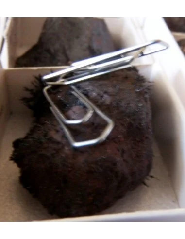 Magnetite Magnetique aimante