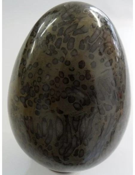 Oeuf en corail fossilisé