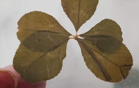 Tirage au sort : trefle à cinq feuilles  le 30 septembre 2025